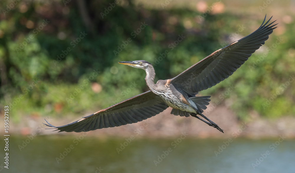 Obraz premium Great Blue Heron 