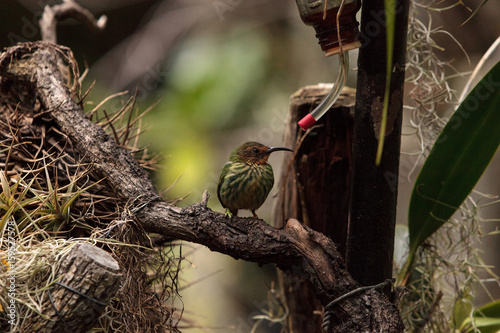 Female purple honeycreeper known as Cyanerpes caeruleus photo