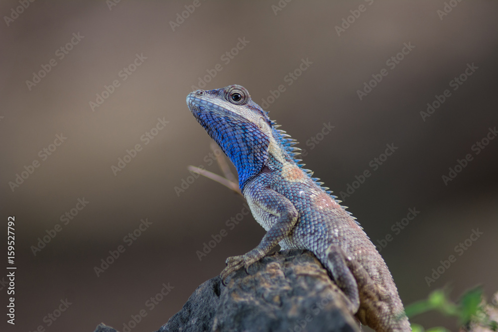 blue crested lizard (Calotes mystaceus) in tropical forest, thailand blue crested lizard (Calotes mystaceus) in tropical forest, thailand
