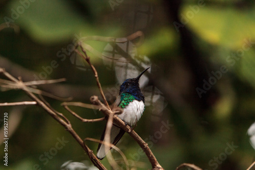 White necked Jacobin known as Florisuga mellivora