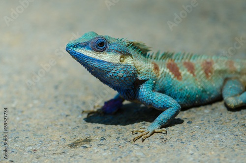 blue crested lizard in tropical forest  thailand