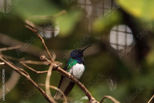 White necked Jacobin known as Florisuga mellivora