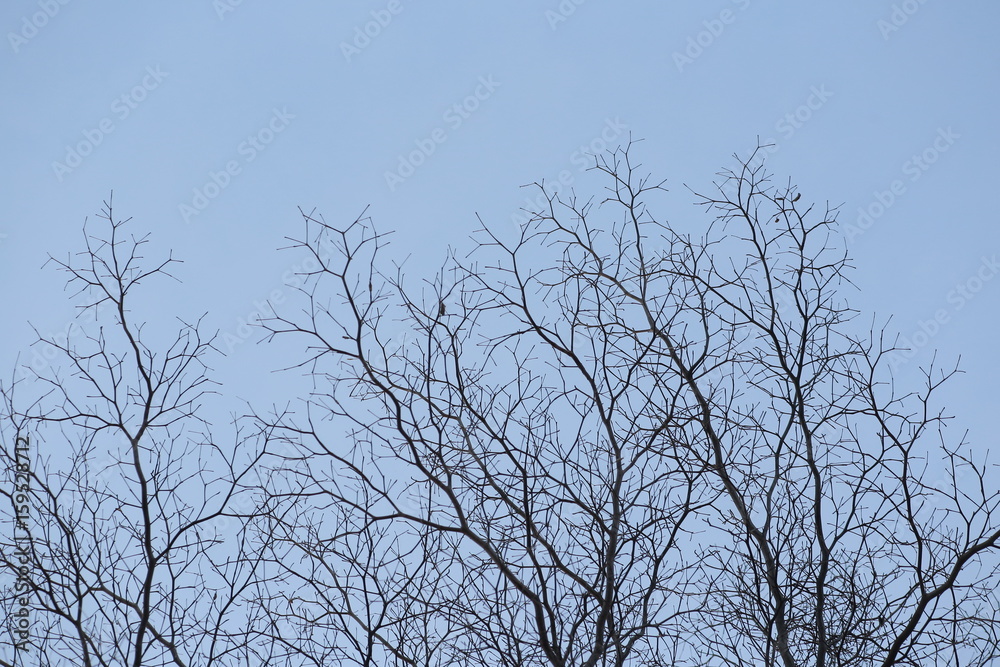 Tree branches silhouette against the blue sky Tree branches silhouette against the blue sky