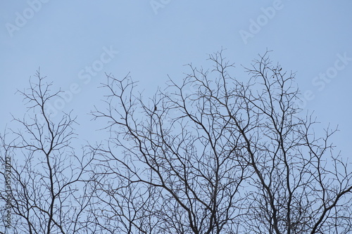 Tree branches silhouette against the blue sky