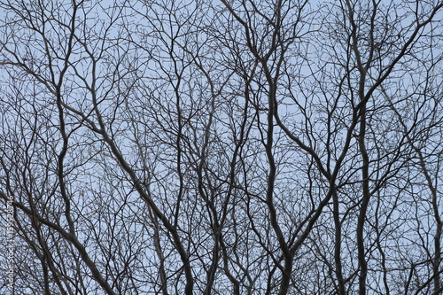 Tree branches silhouette against the blue sky