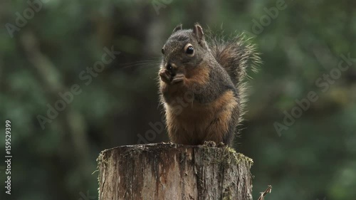 Close up on a Douglas squirrel atop tree stump snacking on seeds. photo