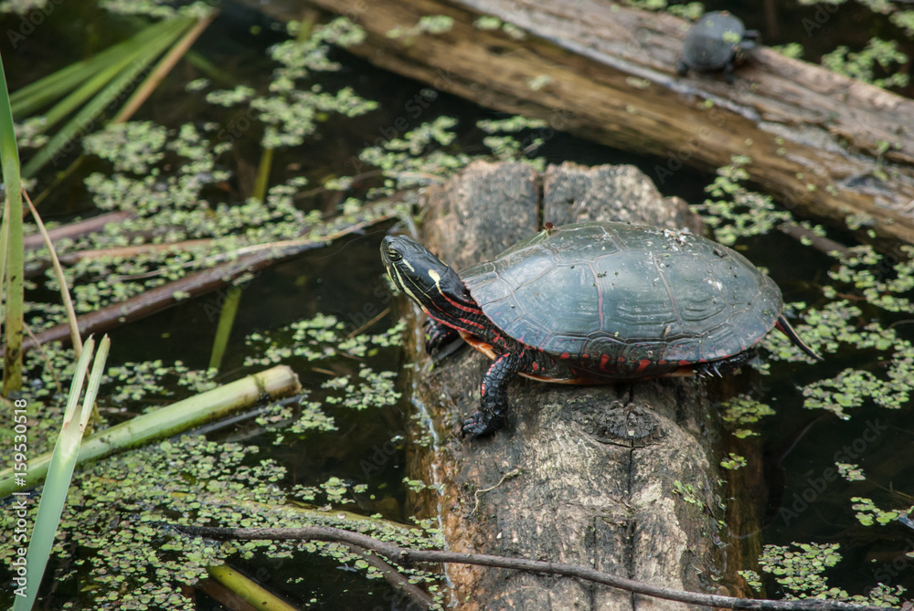 Obraz premium Turtle on Log