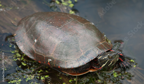 Pond Turtle