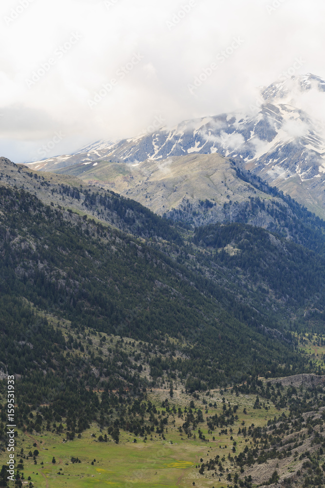 Naklejka premium mountain landscape with pine trees and melitng snow