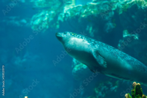 seal fish in the water