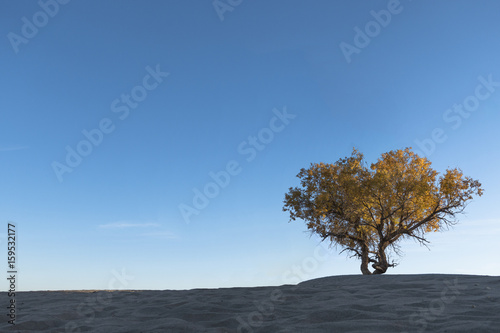 A lonely diversifolia tree in the desert