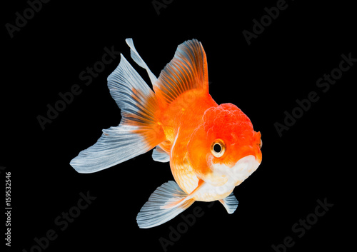 goldfish isolated on black background.