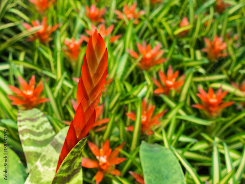 Red and Orange Bromeliad Flowers Blooming