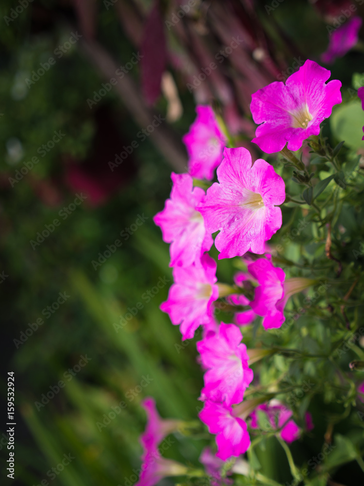 Pink Petunia Flowers Hanging