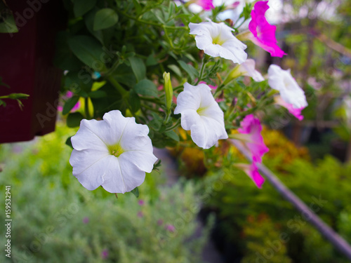 White Petunia Flowers Hanging