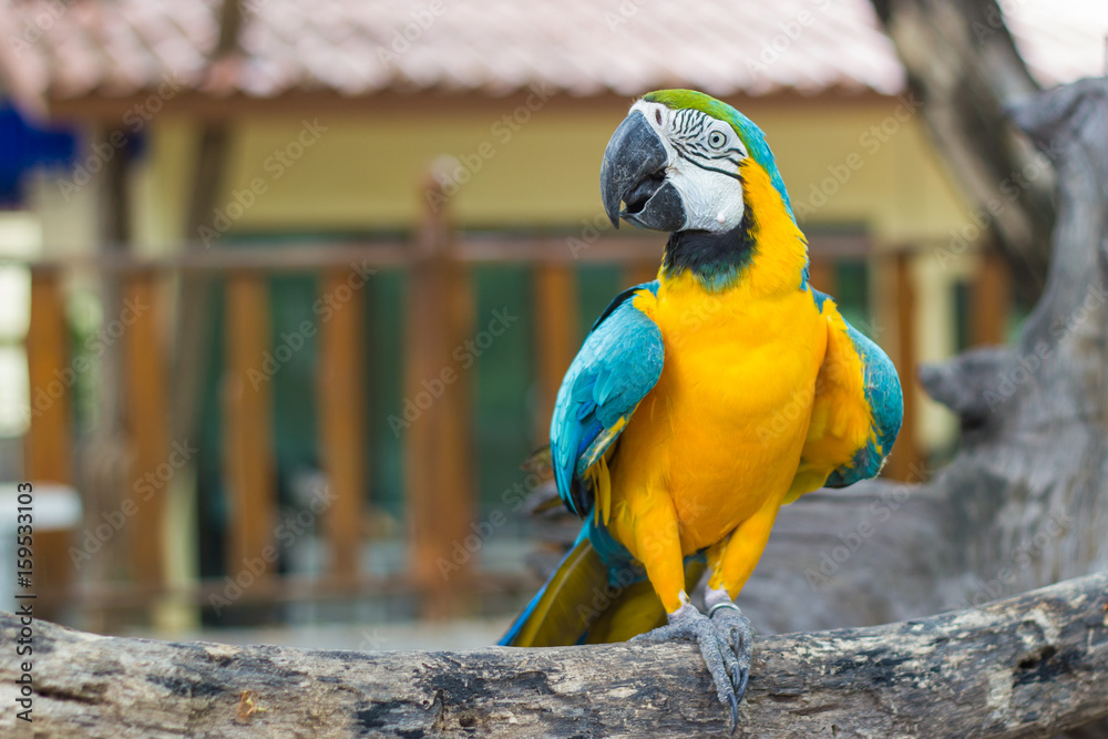 Close up  Blue and yellow Macaw on a branch tree