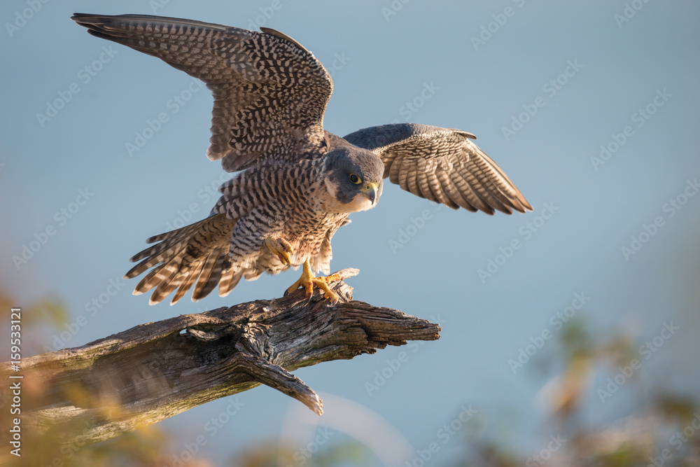 Obraz premium Peregrine Falcon