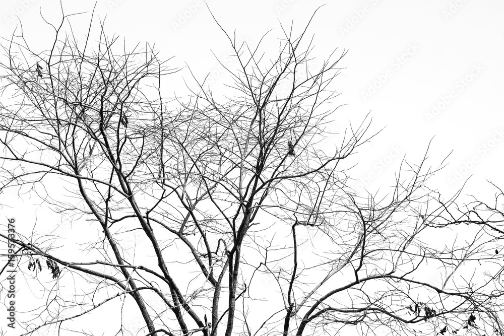 Obraz premium Branch of dead tree, Black and white (monochrome) picture