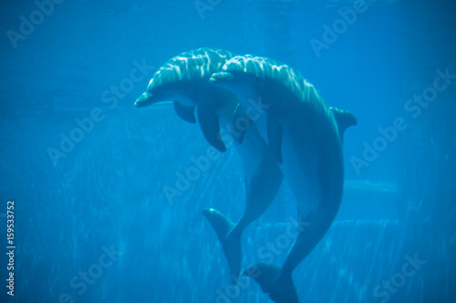 beautiful dolhin in the water