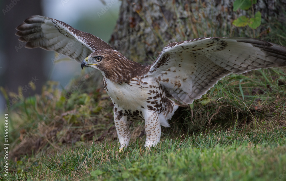 Fototapeta premium Red Tailed Hawk