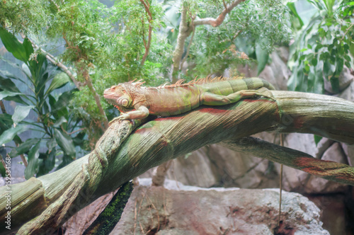 iguana in beautiful relax in sunny day