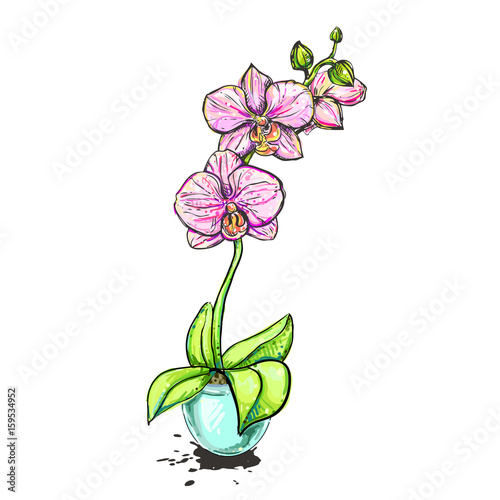 hand drawn illustrations of color orchid on white background. sketch. vector eps 8