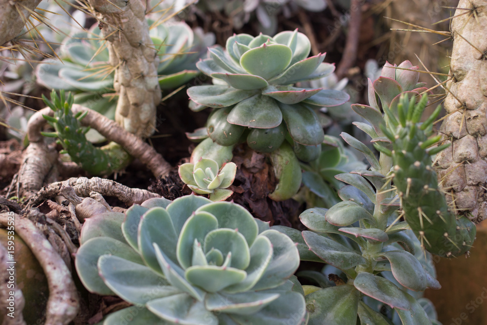 Plants Light Green Plants Light Green