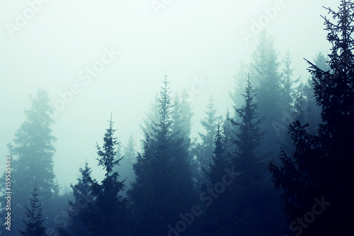 Misty fog pine forest mountain slopes color toning © Alexandr Bakanov