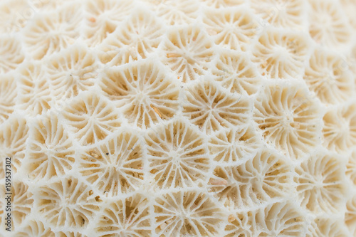 Close up of the surface of dead coral.