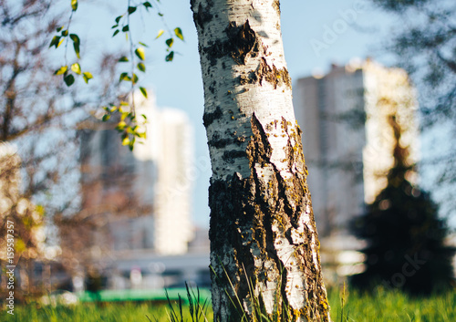 birch forest in sunlight photo