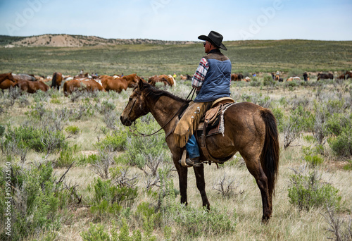 Cowboy wrangler watching over horse herd as they rest and graze during long trail drive
