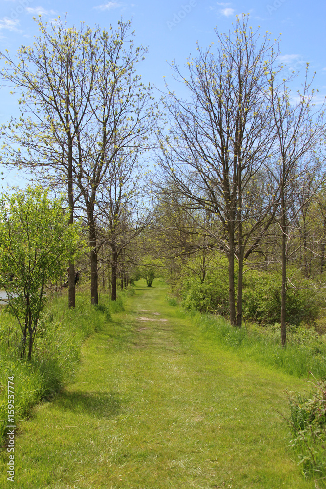 Path through trees in a park