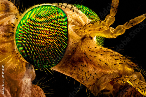 Extreme macro - portrait of a green eyed crane fly, magnified through a microscope objective (width of the frame is 2.2mm)