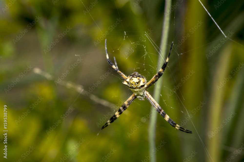 Spider waiting for prey on its web