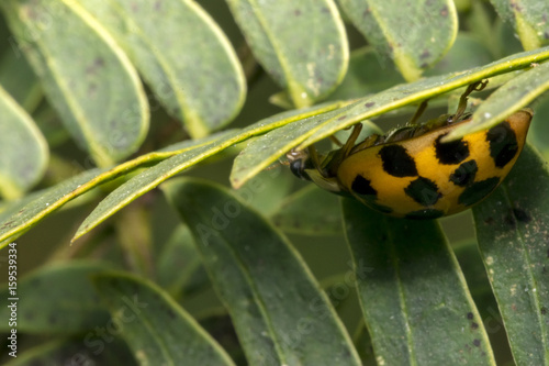 Brown ladybug with black dots on a plant leaves