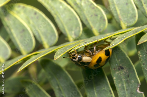 Brown ladybug with black dots on a plant leaves
