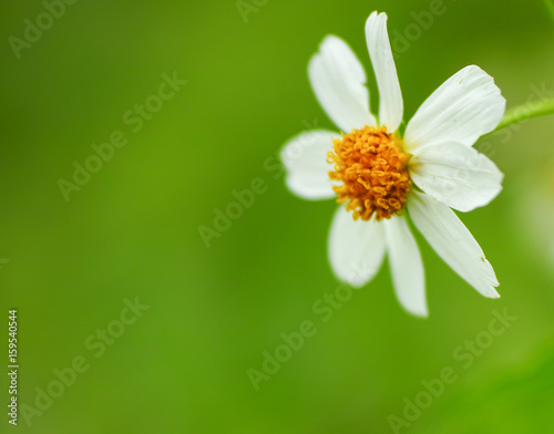 blooming wild flowers on the meadow at spring time © sanee