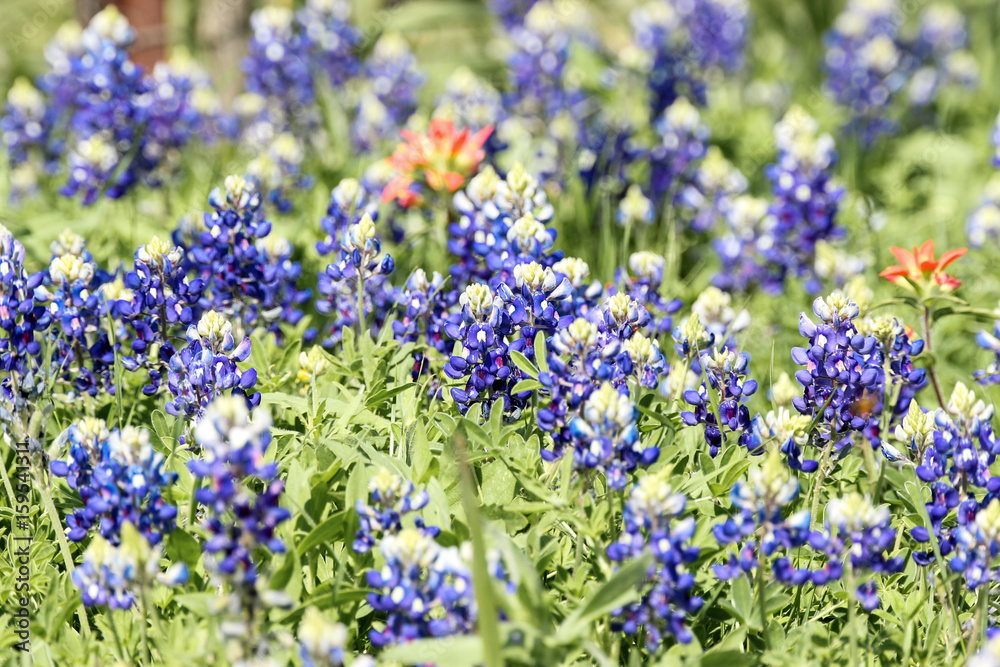 Bluebonnet field