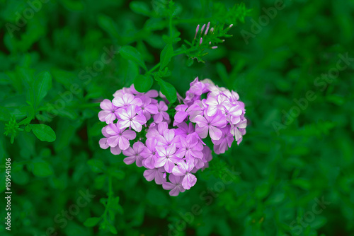 Beautiful pink flowers is heart shape. 