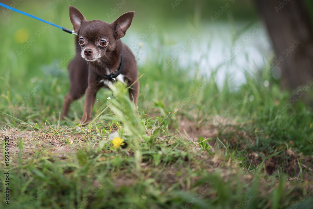 Beautiful Funny Young Brown Tiny Chihuahua Dog running On Fresh Green Grass. Summer Season.