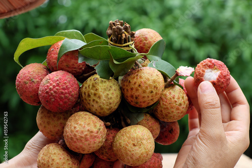 bunch of litchi fruit or lychee fruits