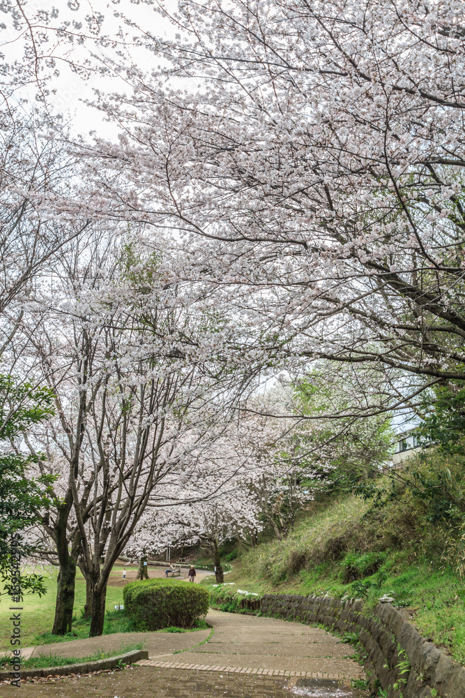 春の公園の風景 春の公園の風景