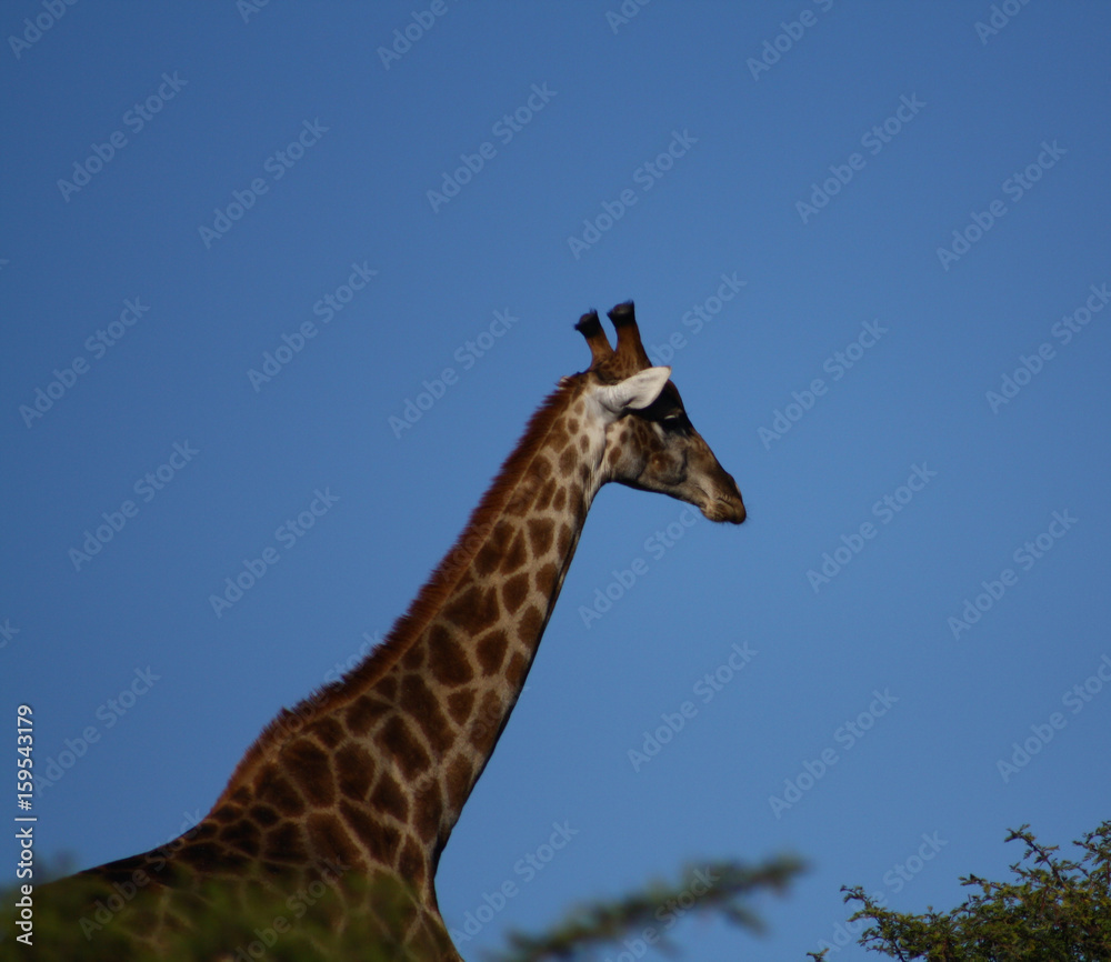 Obraz premium Giraffe