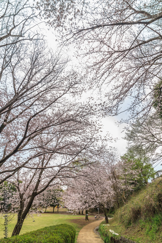 春の公園の風景 © nameyasu