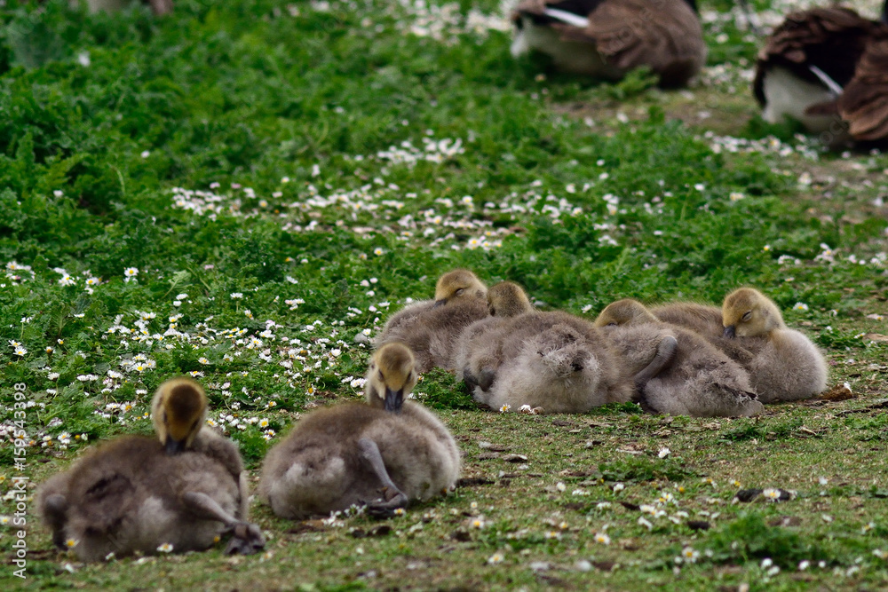 Canadian goose chicks at Duddingston Loch, Scotland Canadian goose chicks at Duddingston Loch, Scotland
