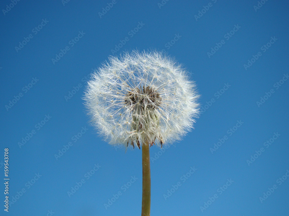 Dandelion against a blue sky background close up