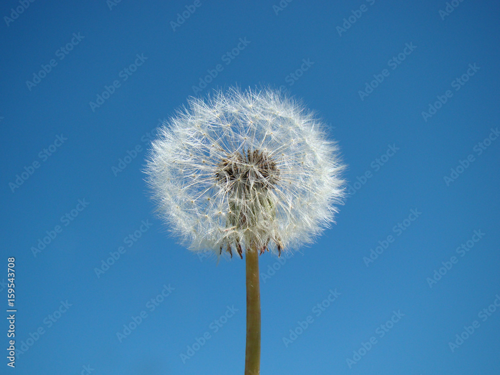 Dandelion against a blue sky background close up Dandelion against a blue sky background close up