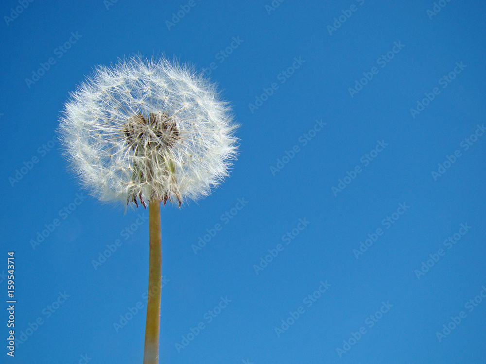 Dandelion against a blue sky background close up Dandelion against a blue sky background close up