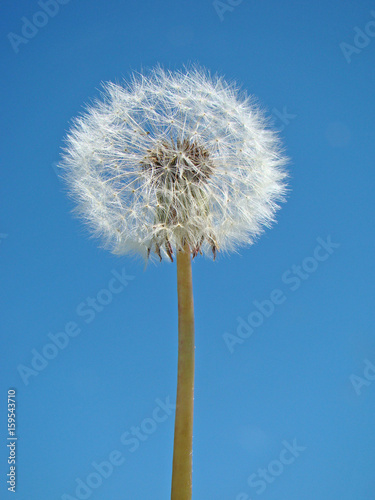 Fototapeta Naklejka Na Ścianę i Meble -  Dandelion against a blue sky background close up