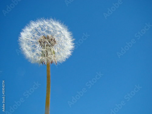 Dandelion against a blue sky background close up © Elena